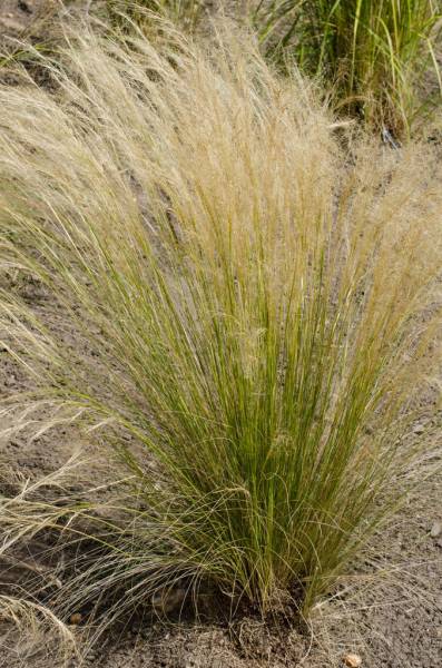 tussock_3.jpg tussock_3.jpg
