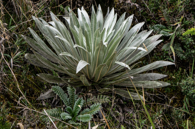 espeletia.png espeletia.png