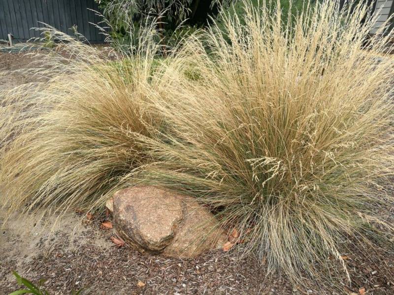 tussock_2.jpg tussock_2.jpg