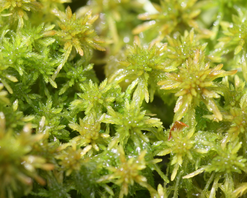sphagnum_moss.png sphagnum_moss.png