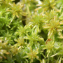 sphagnum_moss.png
